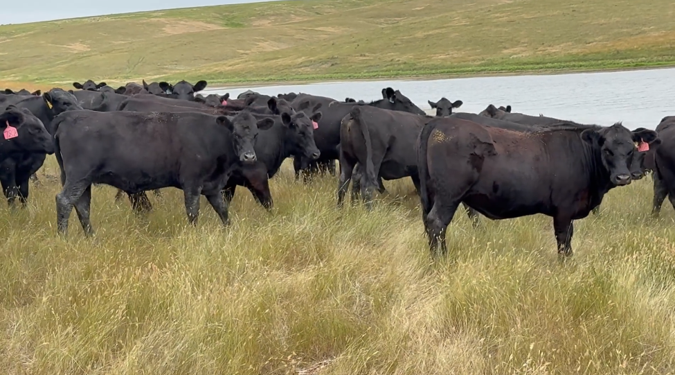 Fancy, 900lb, Pelvic measured, March- April calvers! BH724B5